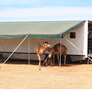 Horse on field against sky