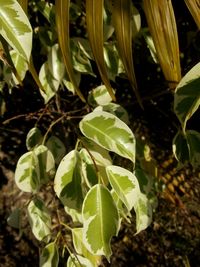 Close-up of fresh green plant