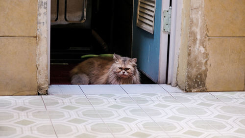 Portrait of a cat on the floor of a house