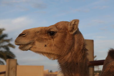 camel