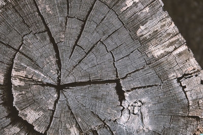 Close-up of tree stump