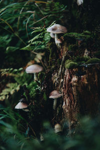 Close-up of mushroom growing on tree trunk