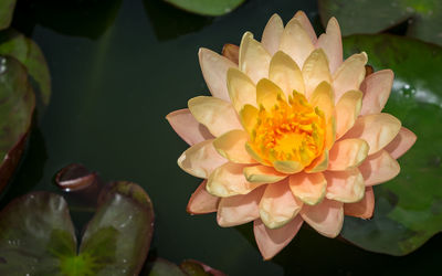 Close-up of water lily