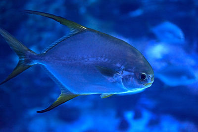 Golden fin fish swimming in the sea, rock, illuminated, blue