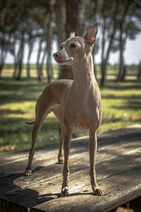 Portrait of a dog