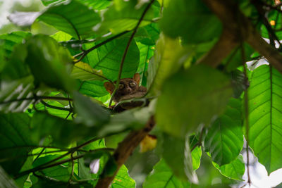 Close-up of tarsier on tree
