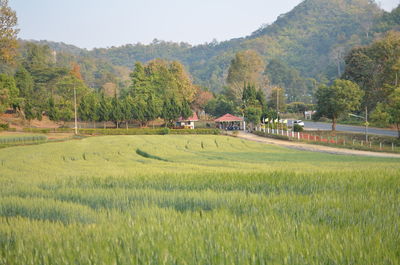 Scenic view of field against trees