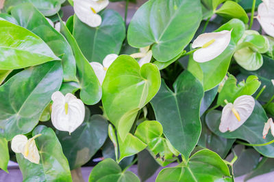 Spathiphyllum green foliage background. top view of white flowers and green leaves