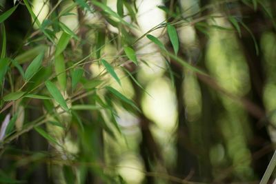 Close-up of fresh green plants in forest