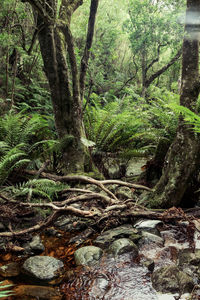 Trees growing in forest