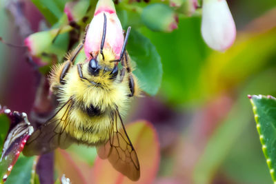 Close-up of bee on flower