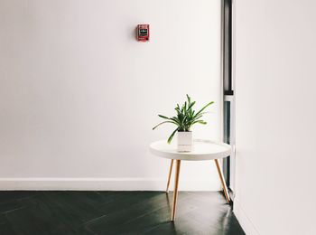 Potted plant on chair against wall at home