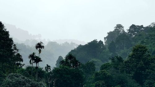 Trees in forest against sky