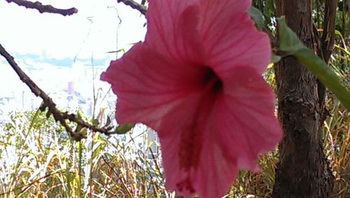 Close-up of fresh pink flower blooming against sky