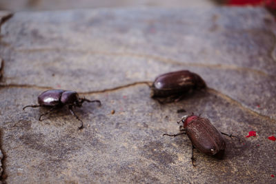 Coconut rhinoceros beetle crawling slowly isolated on cement flooring background closeup.