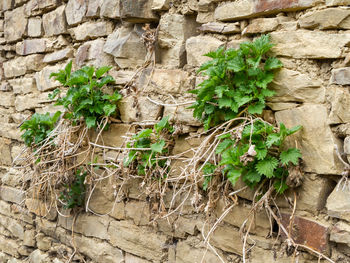 Close-up of ivy on wall