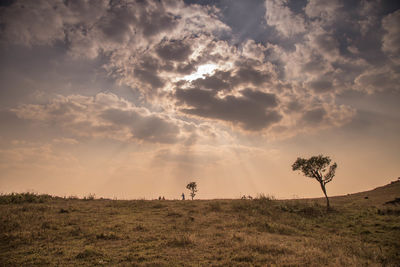 Scenic view of field against sky during sunset