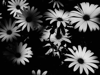 Close-up of flowers