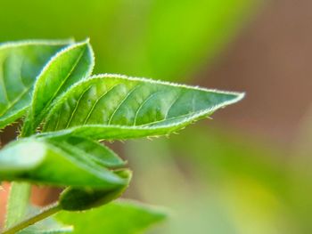 Close-up of fresh green leaf