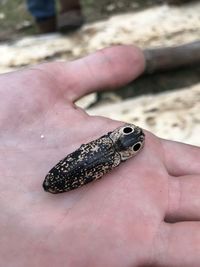 Close-up of hand holding butterfly