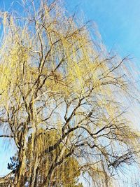 Low angle view of trees against blue sky