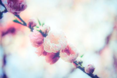 Close-up of pink flowers blooming outdoors