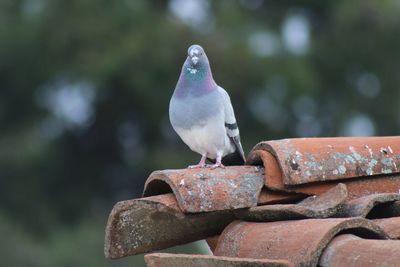 Close-up of bird perching on retaining wall