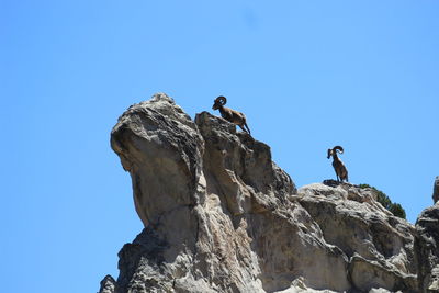 Low angle view of birds perching on rock