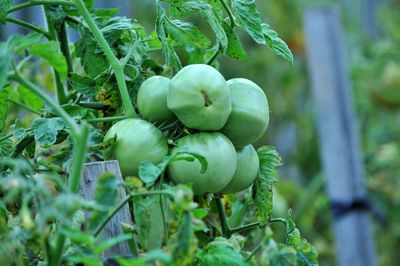 Close-up of berries growing on plant