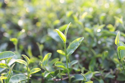 Close-up of plant growing on field