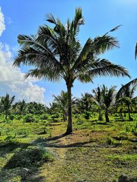 Coconut palm trees on landscape against sky