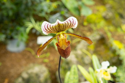 Close-up of flowering plant