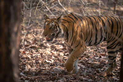 Tiger in forest