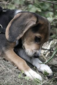 Close-up of puppy