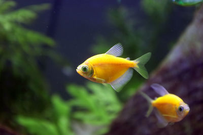 Yellow fish swimming