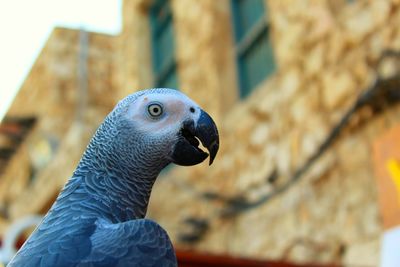 Close-up of a bird looking away