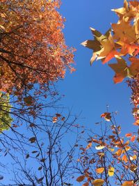 Low angle view of maple tree against blue sky