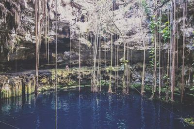 Reflection of trees in lake