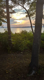 Trees on landscape against sky during sunset