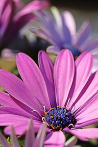 Close-up of pink flower