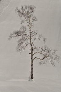 Bare tree on snow covered land