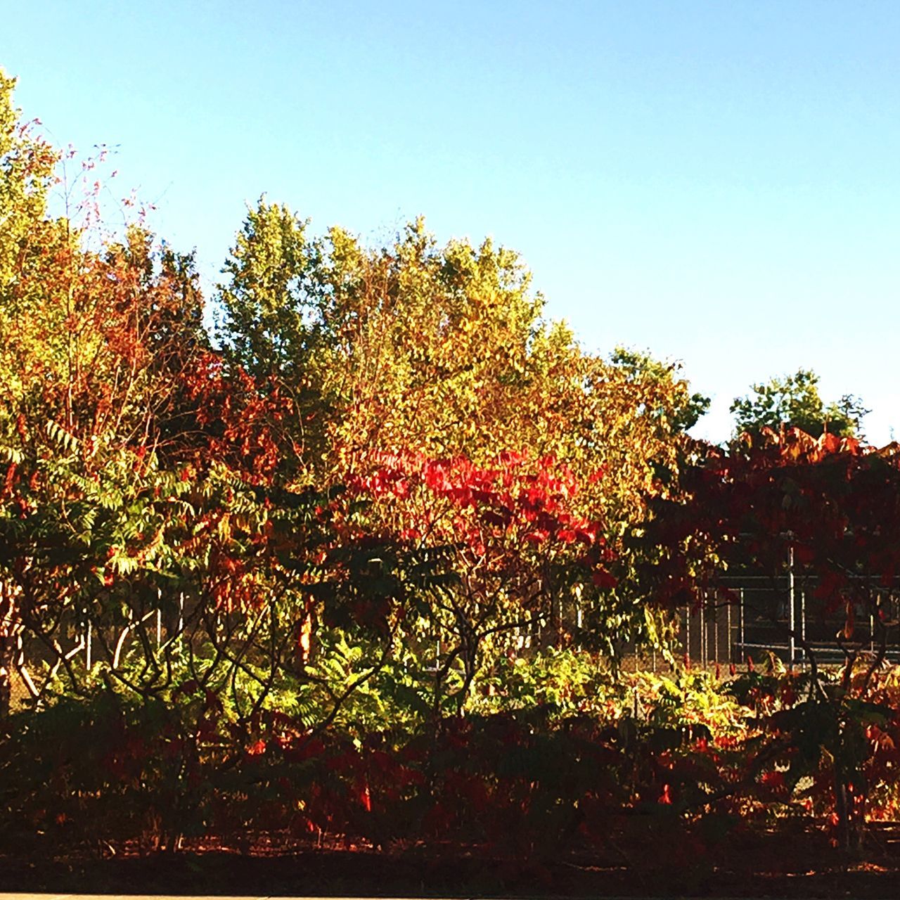 VIEW OF TREES AGAINST CLEAR SKY