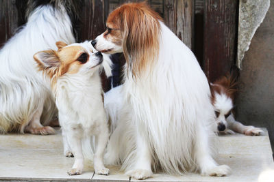 Close-up of two dogs