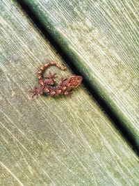 Close-up of caterpillar