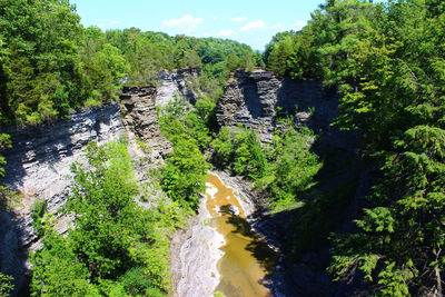 Stream along trees