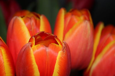 Close-up of red tulip