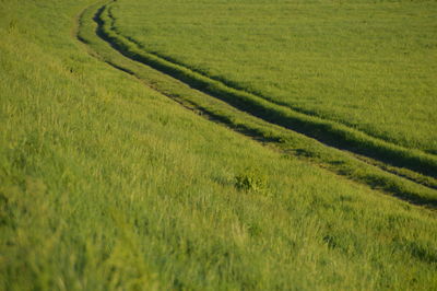 Tire tracks on grassy field