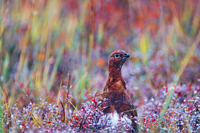 Ptarmigan in wet vegetation at autumn