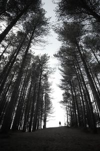 Trees growing in forest against sky