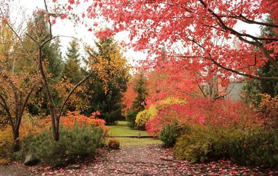 View of autumnal trees in forest